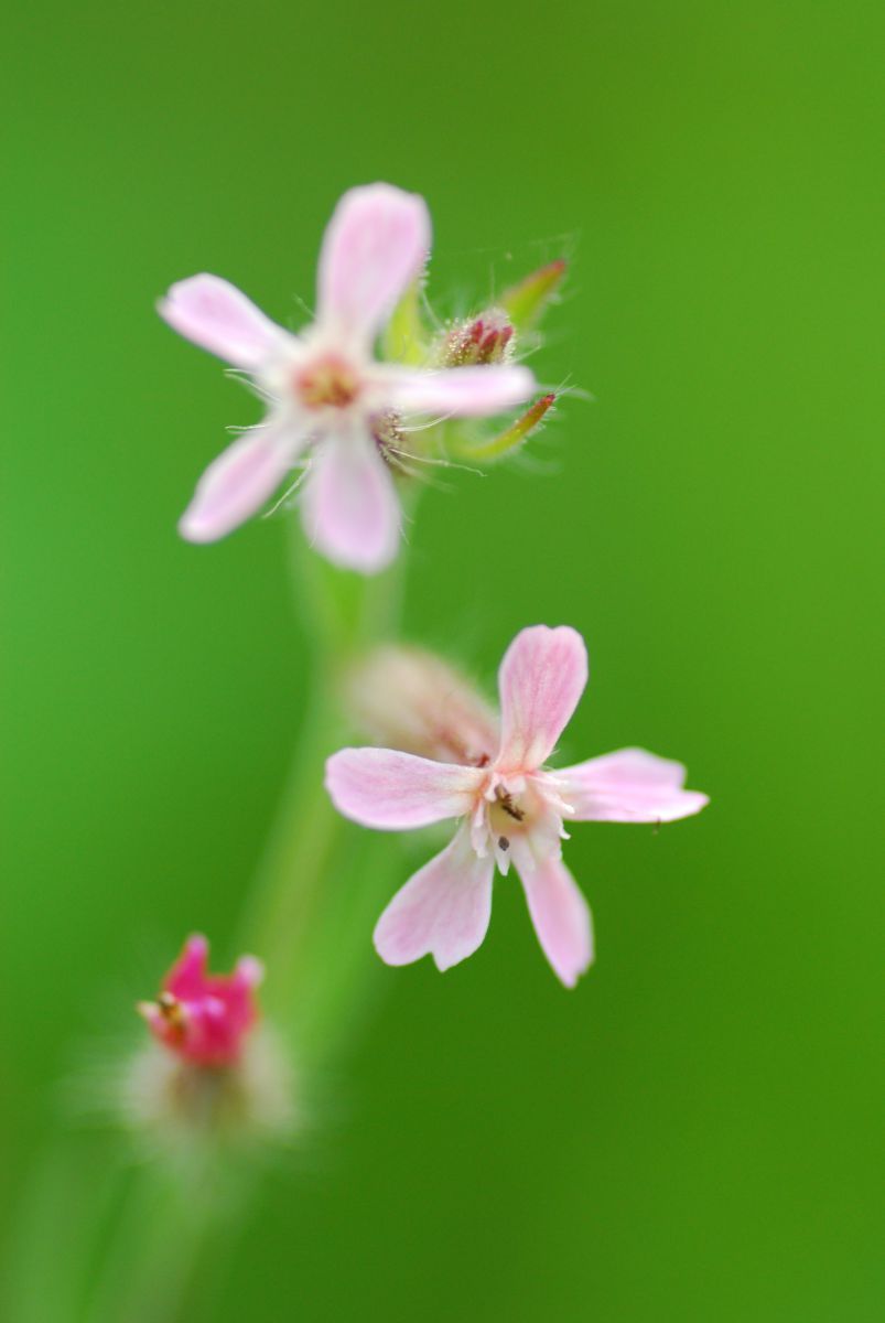 Pink | GANREF