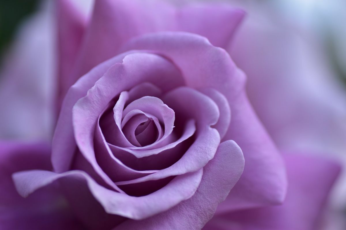 紫の薔薇** | GANREF