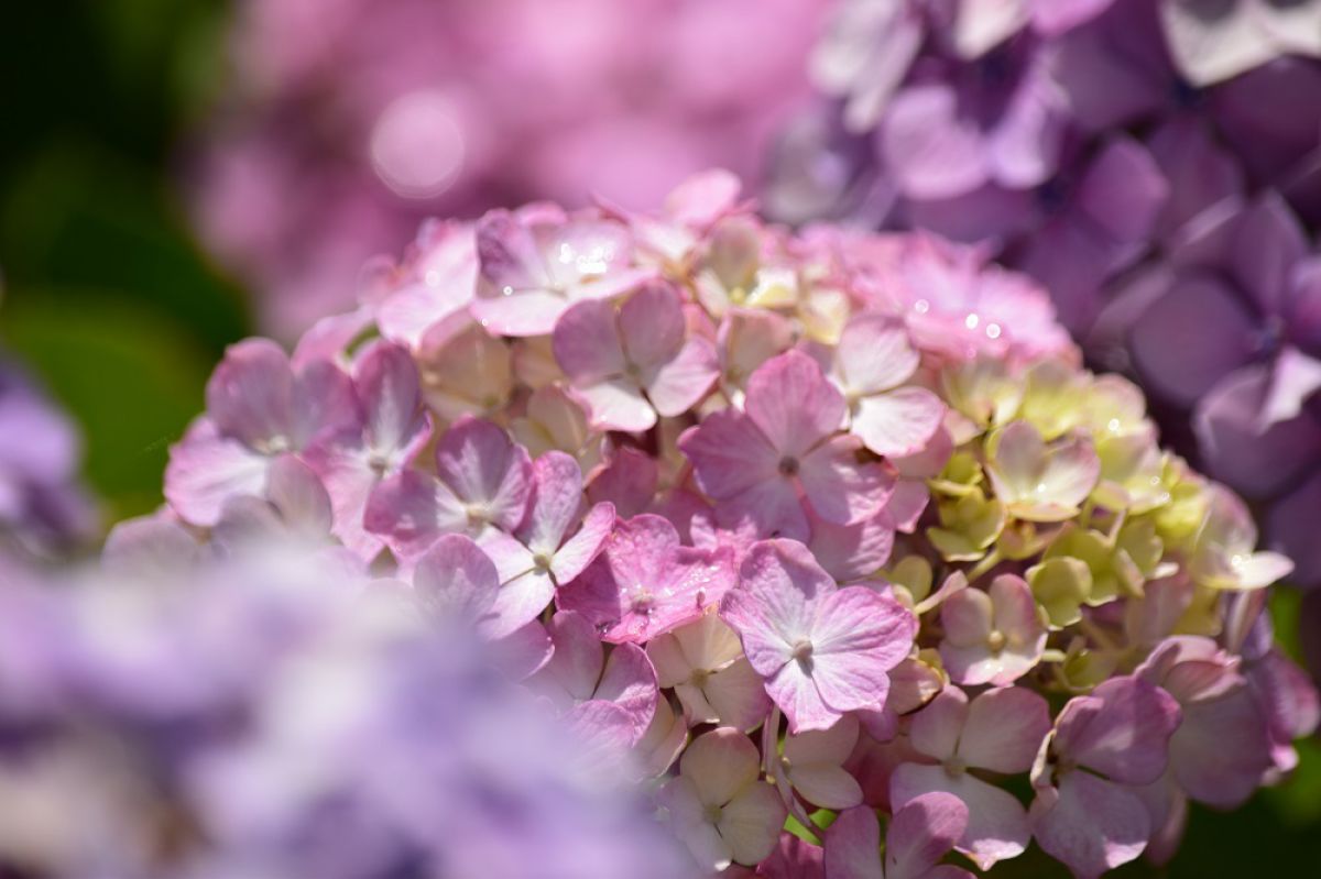 Pink | GANREF