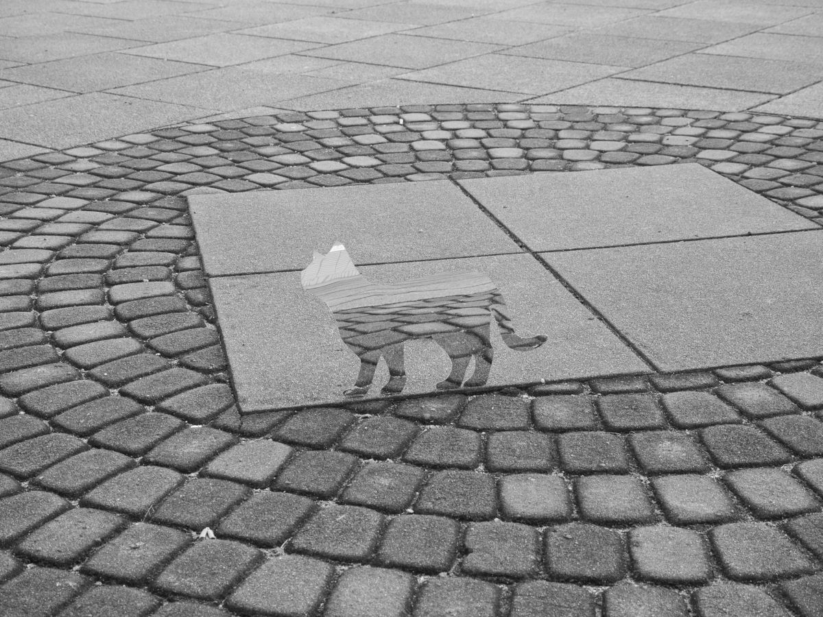 不思議な猫 -Block & Cat- | GANREF