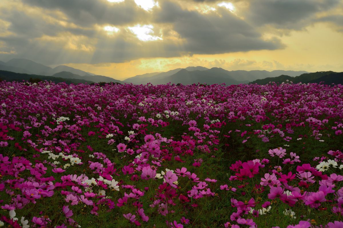 Beautiful World | GANREF