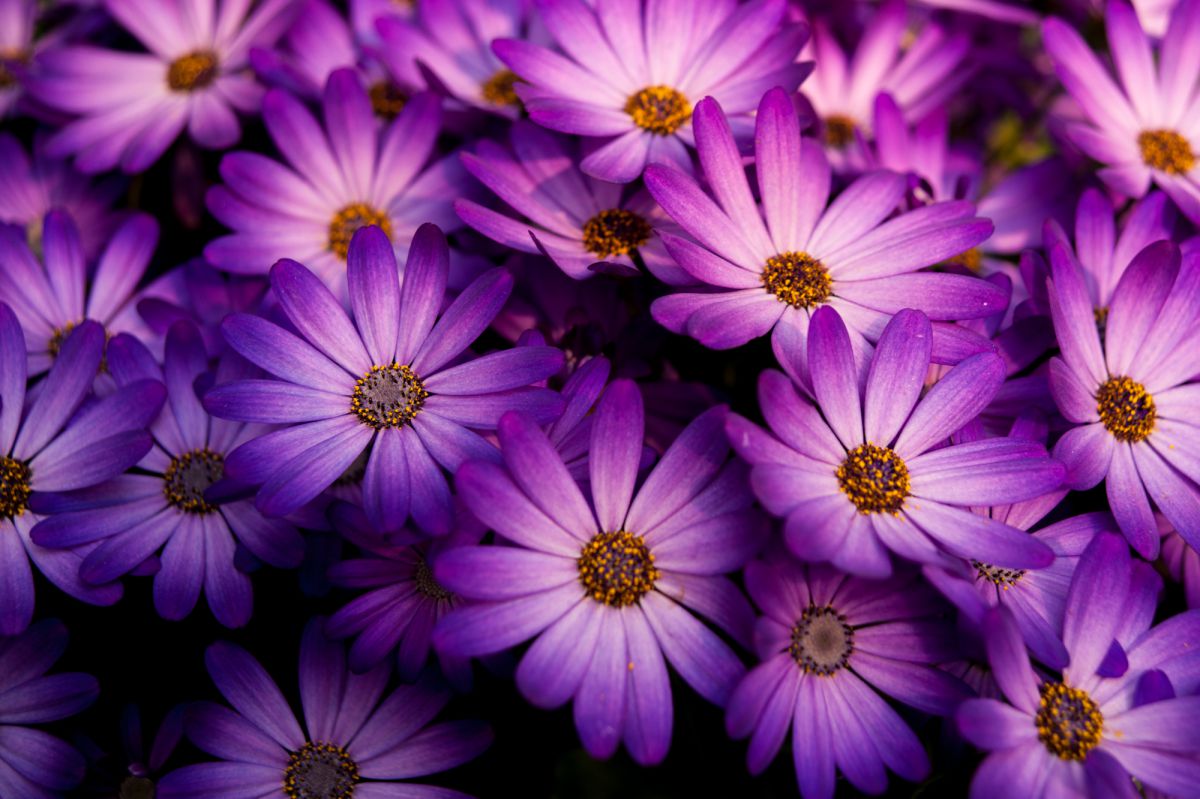 Purple | GANREF