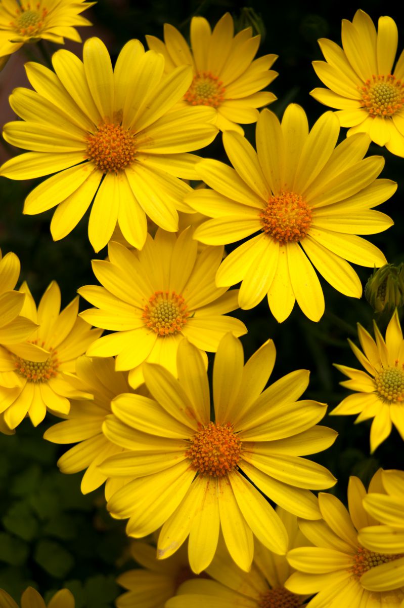 Yellow | GANREF