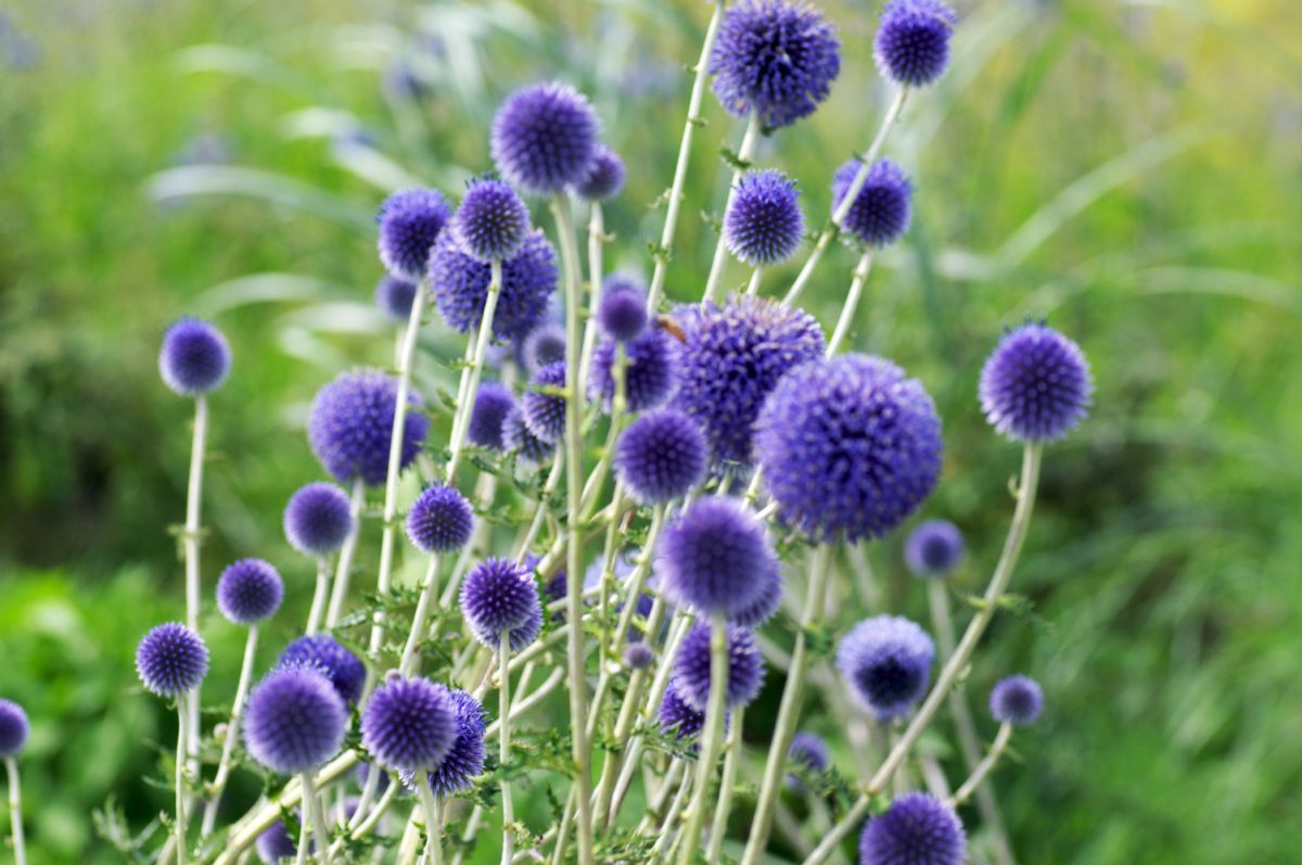 ヒゴタイ.jpg GANREF