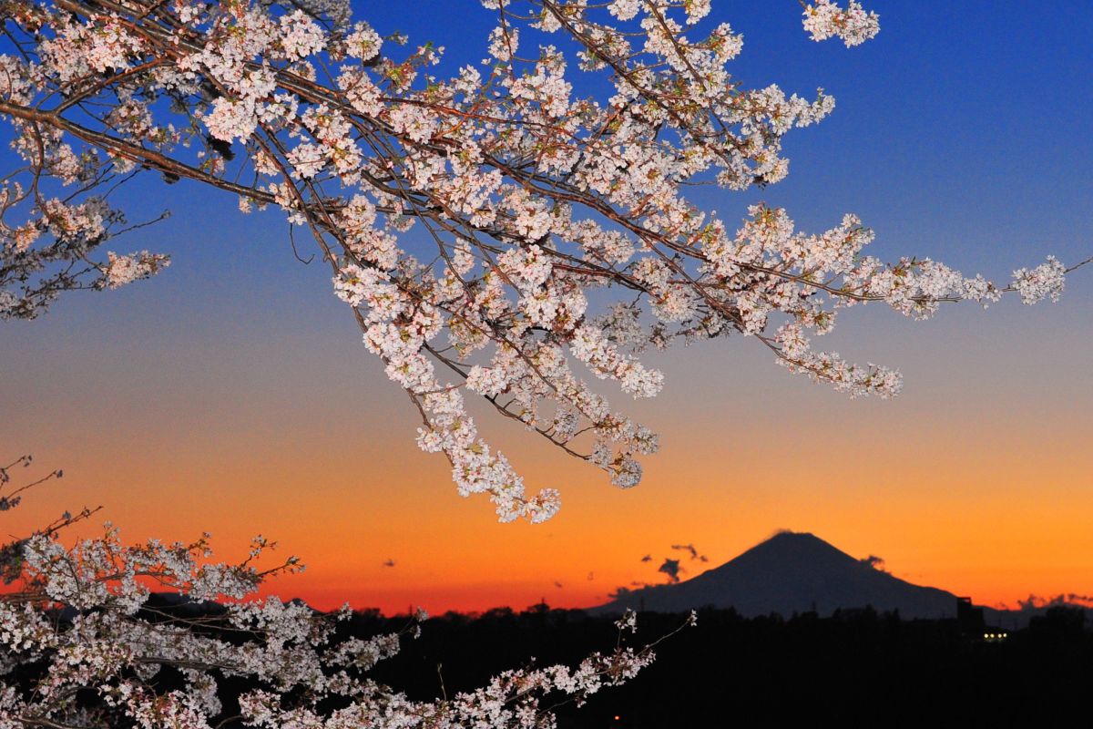 夕方桜 Sakura night🌸 4年ぶり？のライトアップ 21時までかと思ってい