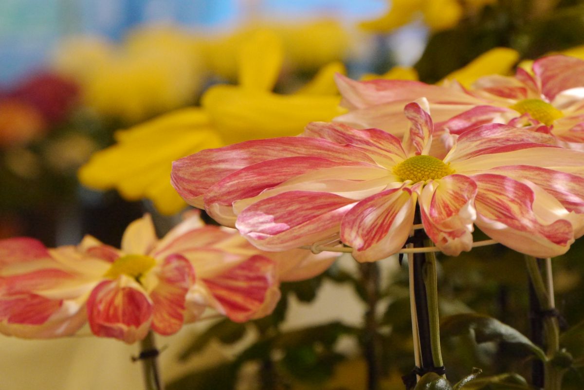 一文字菊 | GANREF