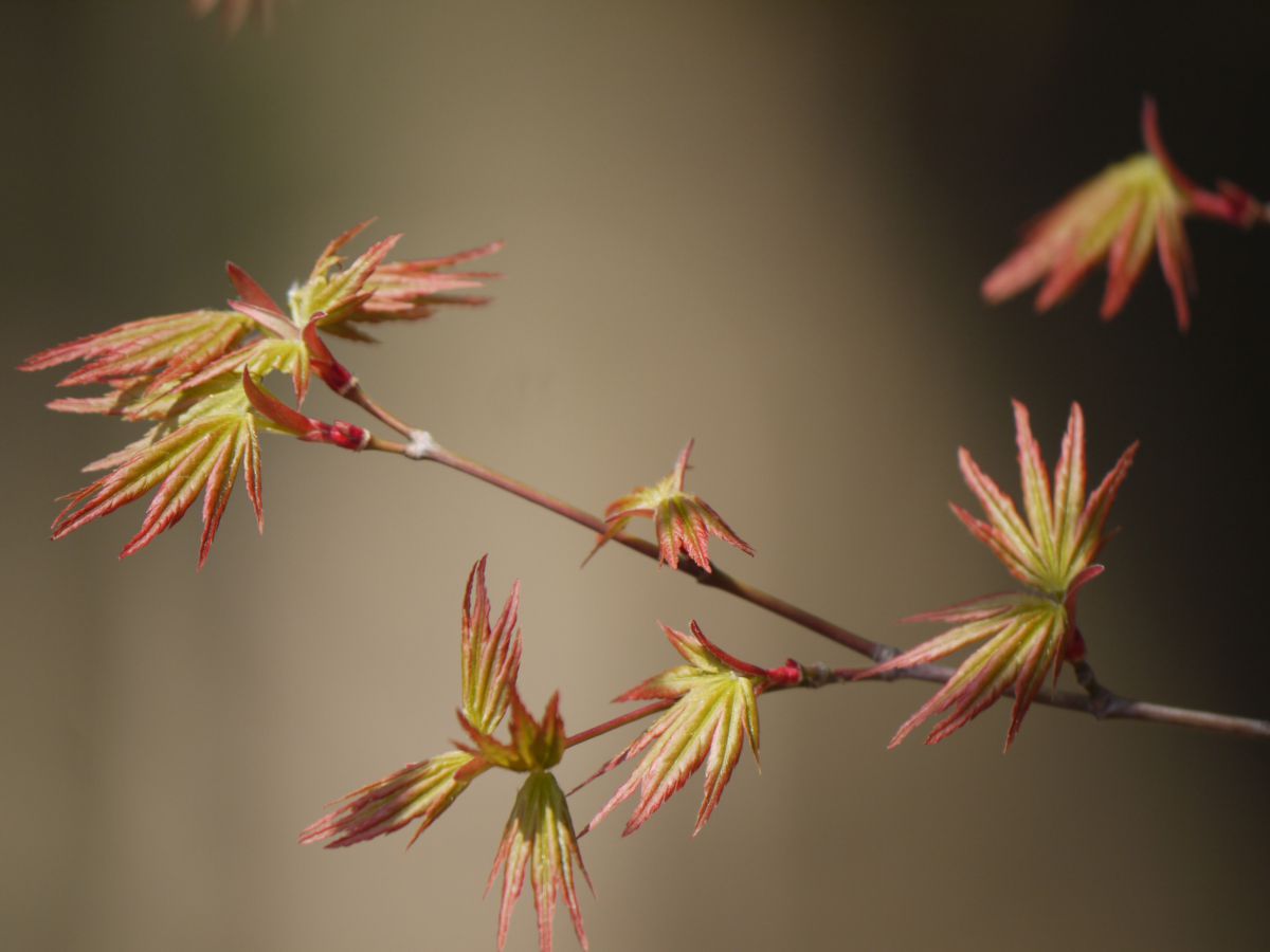 楓の若葉 | GANREF