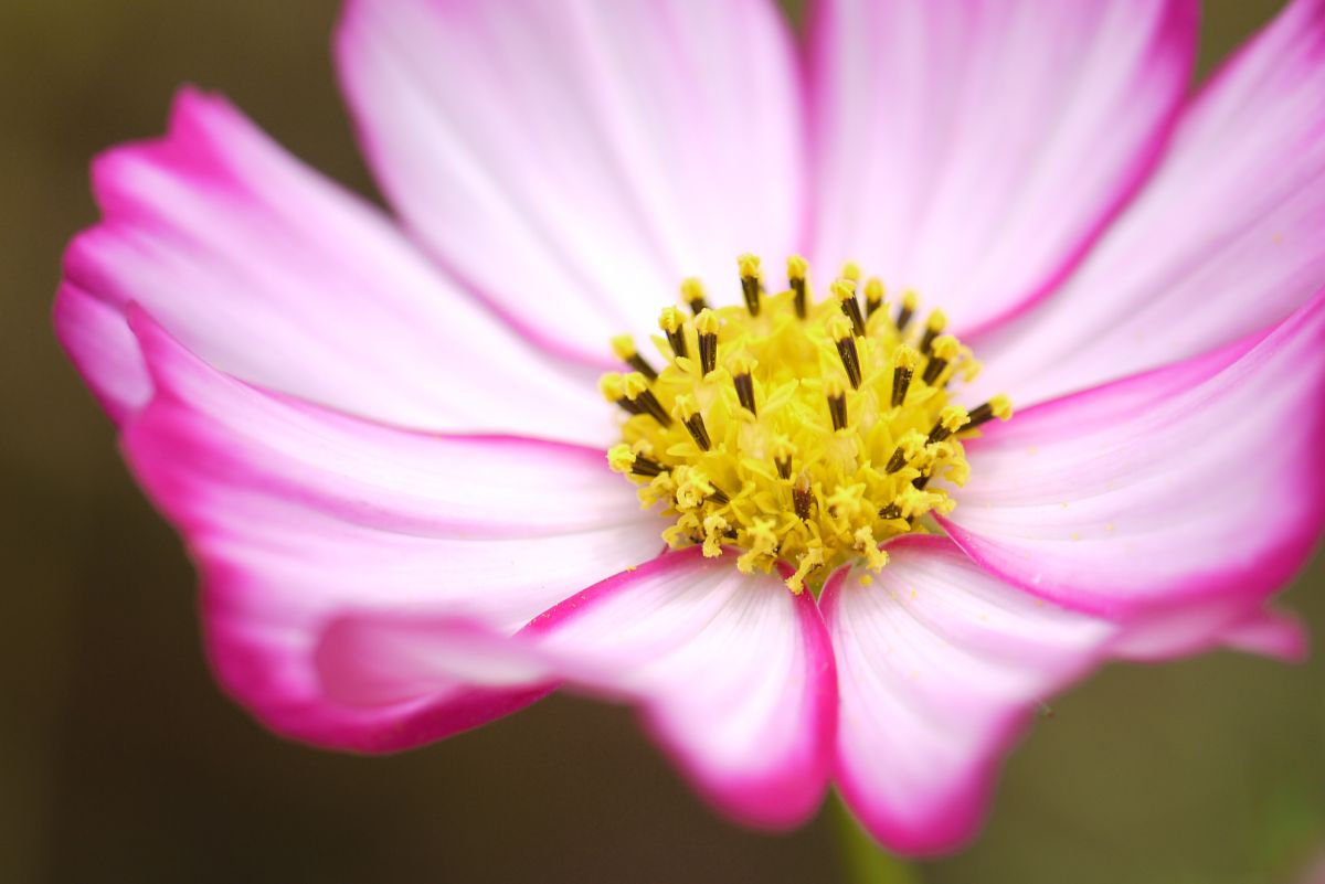 その他 kosumosu 4a7f7d91c218946c7e297528dde368