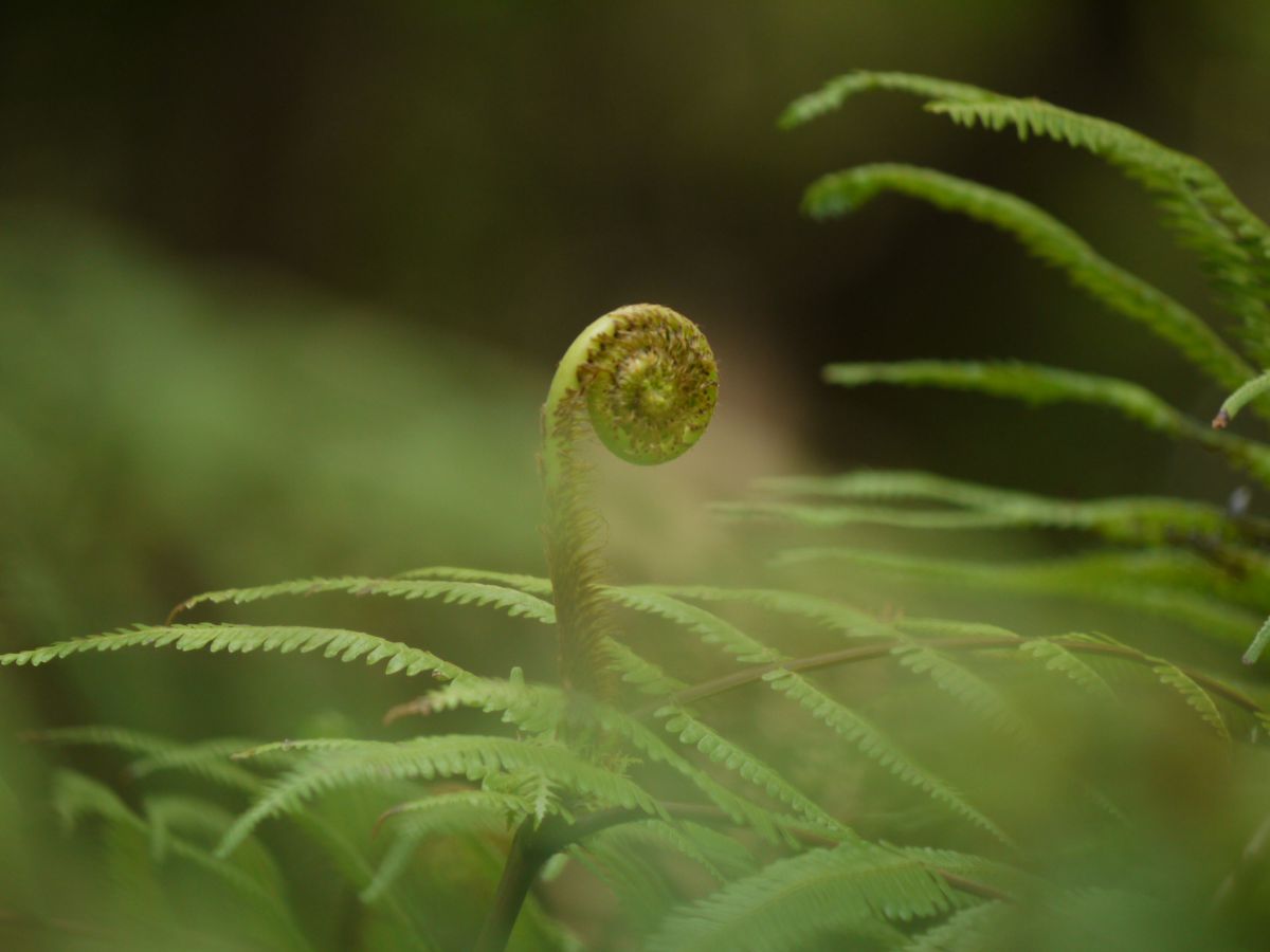 シダの新芽 | GANREF