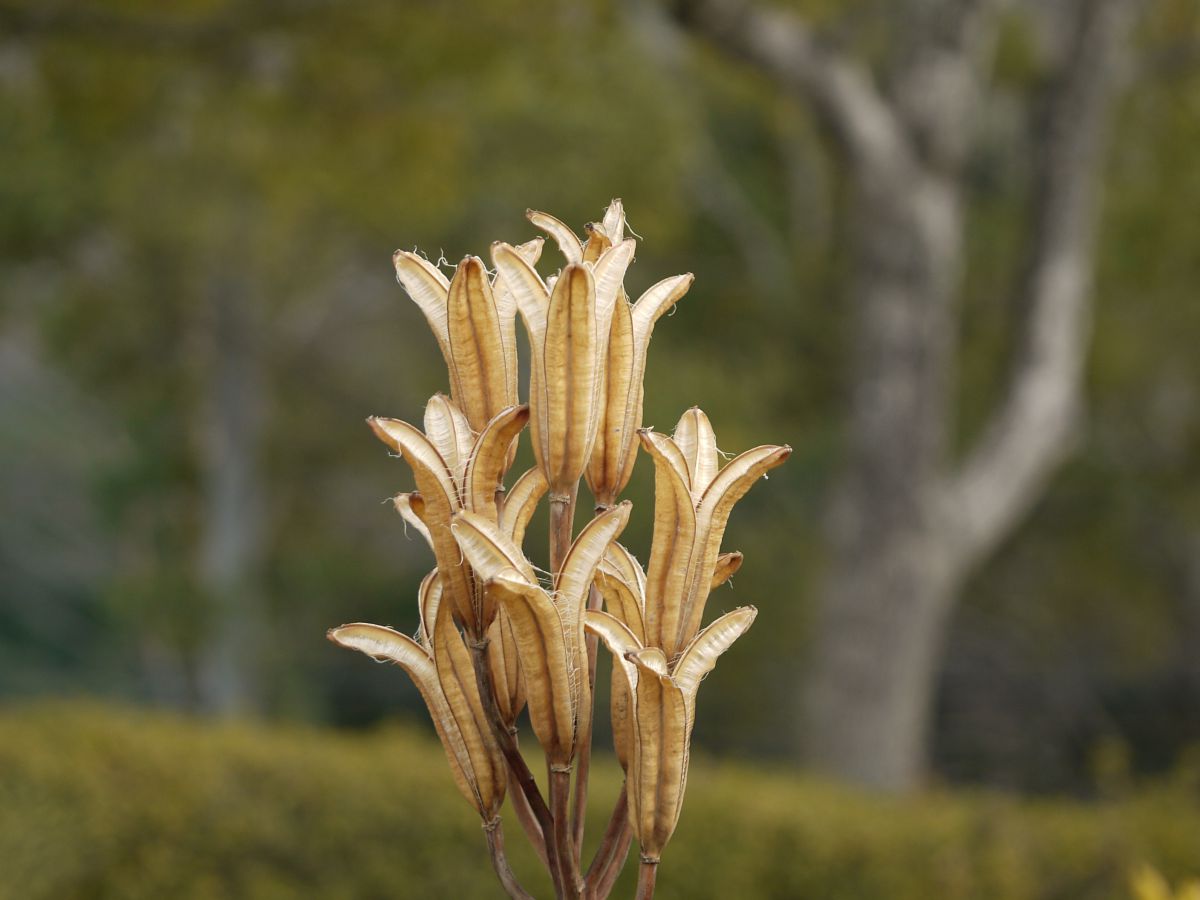 枯れても百合 植物 花 花びら Ganref