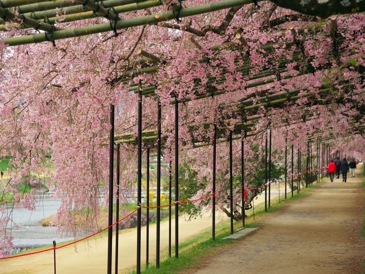 桜棚 | GANREF