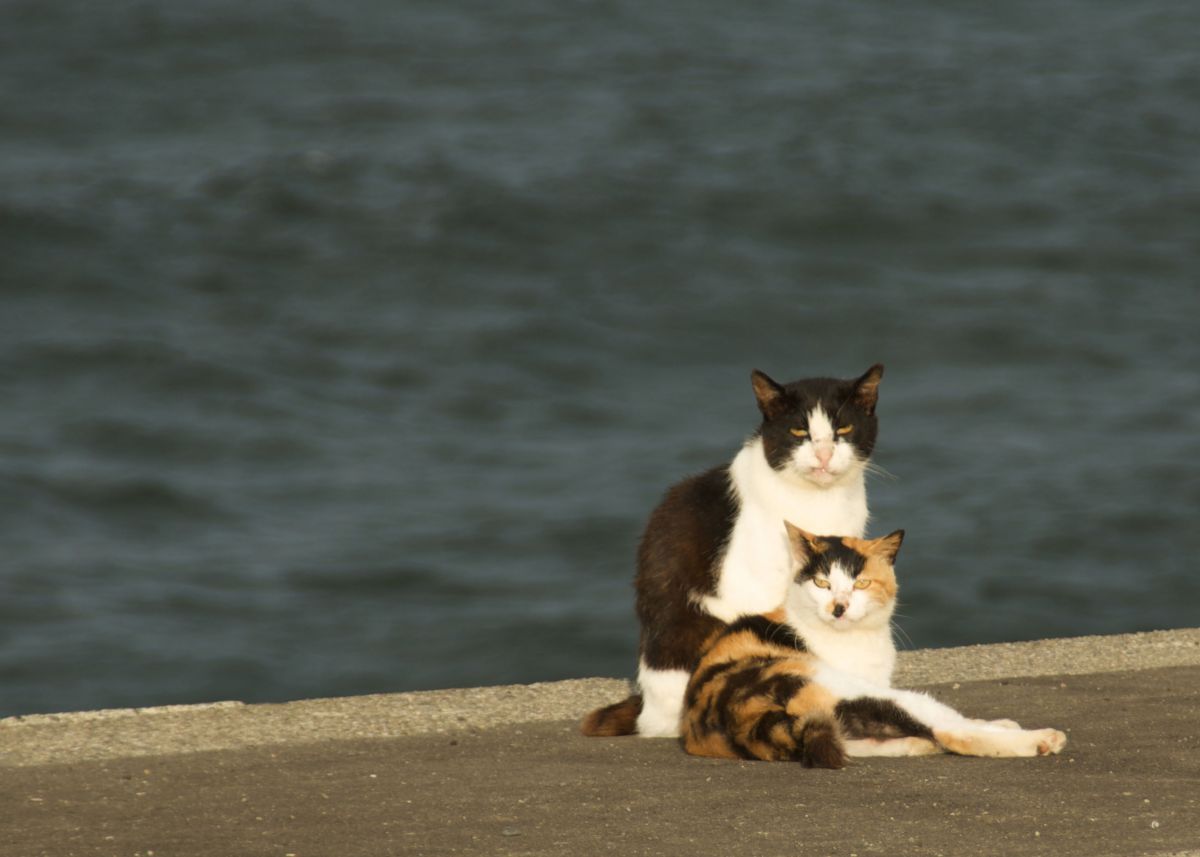 海ねこ Jpg Ganref