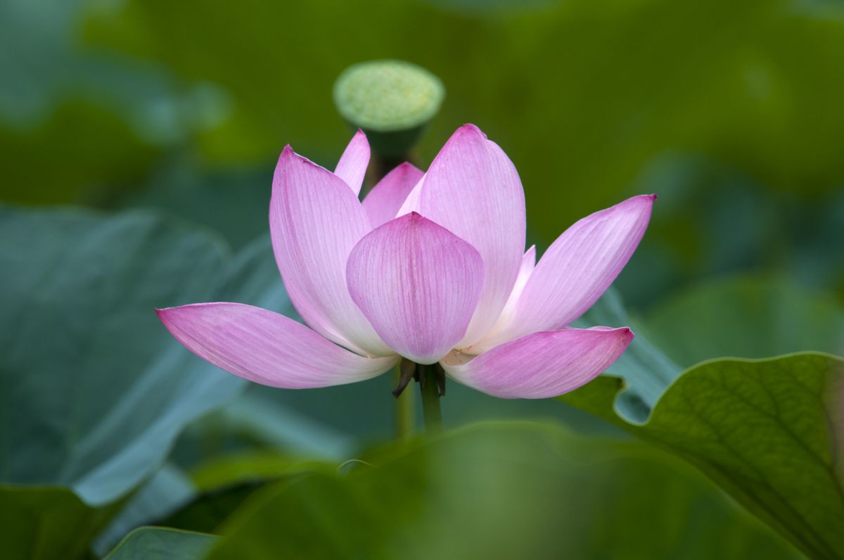 蓮の女王様 植物 花 花びら Ganref