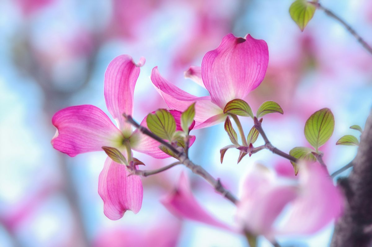 ハナミズキ | GANREF