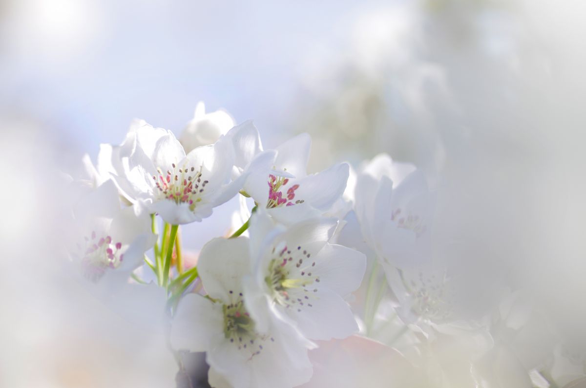 梨の花 | GANREF