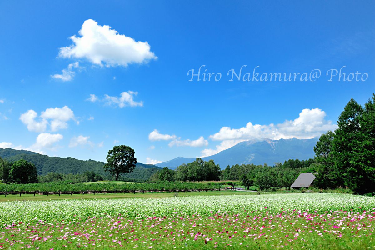 安曇野 《 そば畑と農場 》 水彩画 風景画 原画 長野県 《 木曽蕎麦