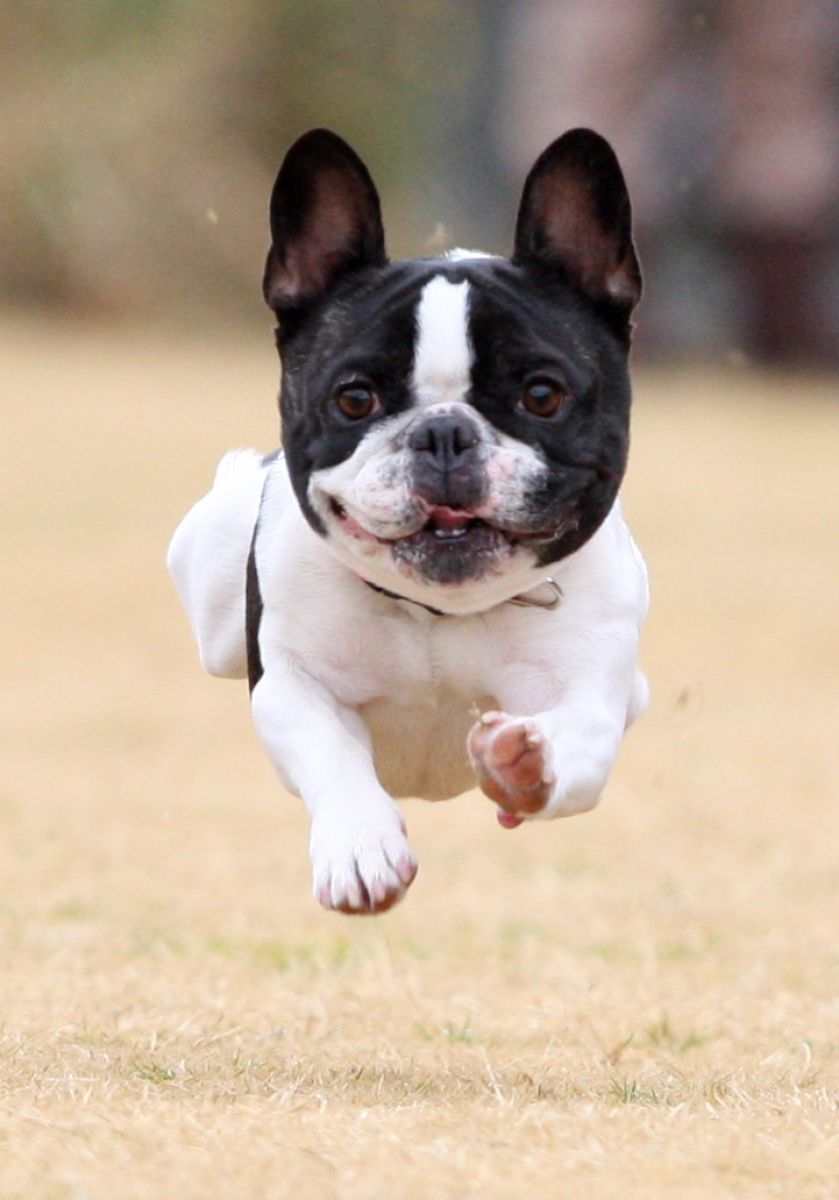 飛行犬正面飛び 動物 犬 Ganref
