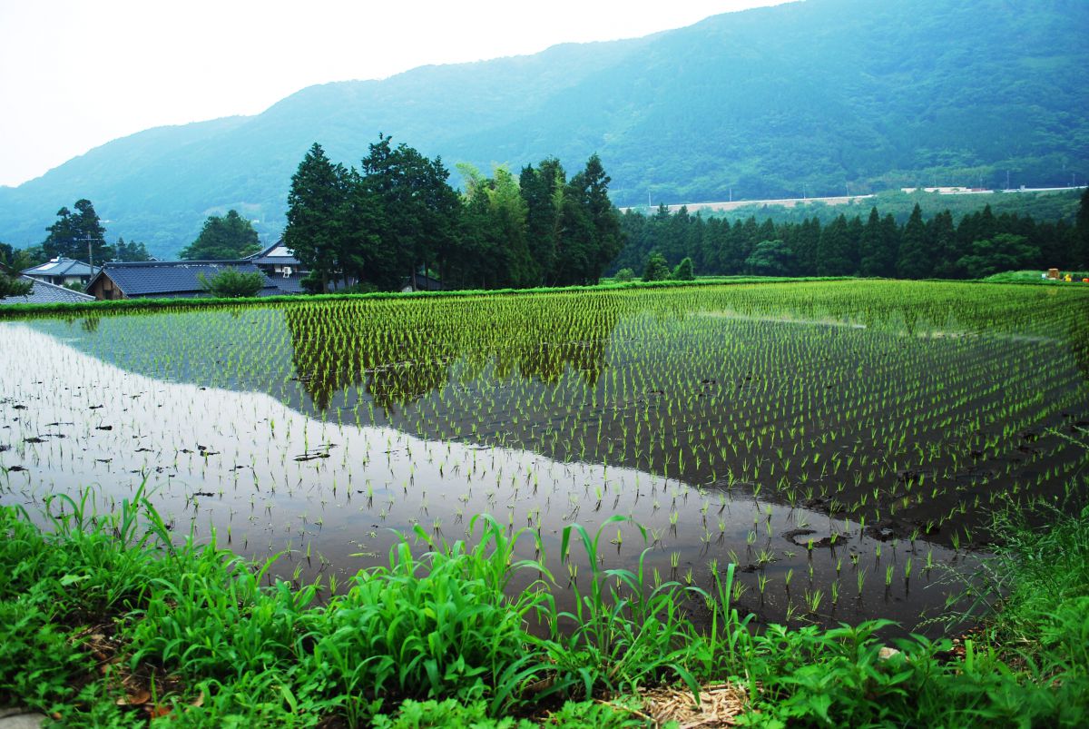 水田風景守りたい | 水田の水路の生物多様性 – RZDNZ