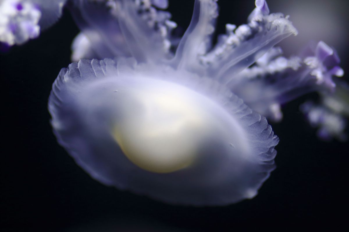 目玉焼き 動物 その他の海の生物 Ganref