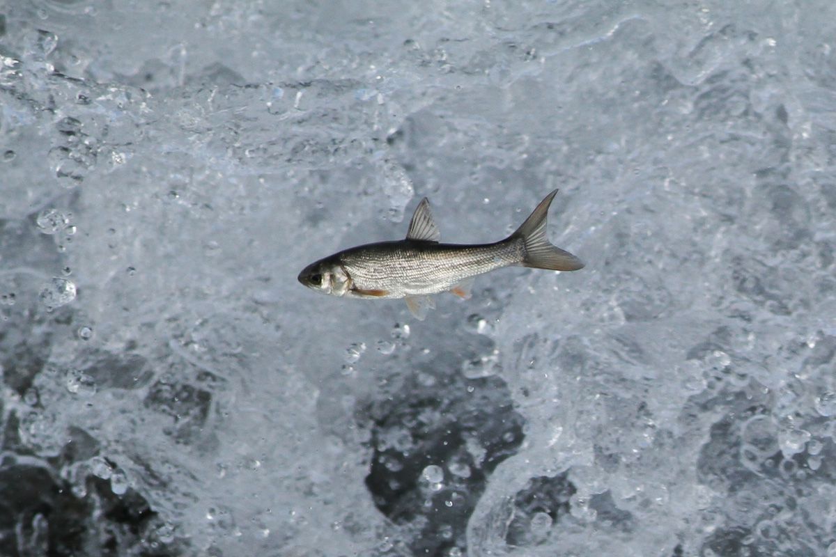 飛ぶ魚 動物 魚類 Ganref