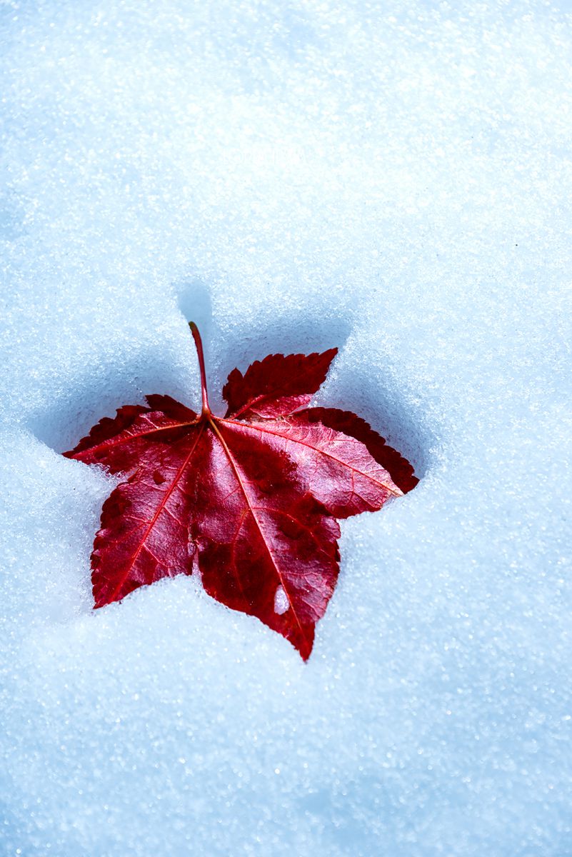 Autumn and Winter | GANREF