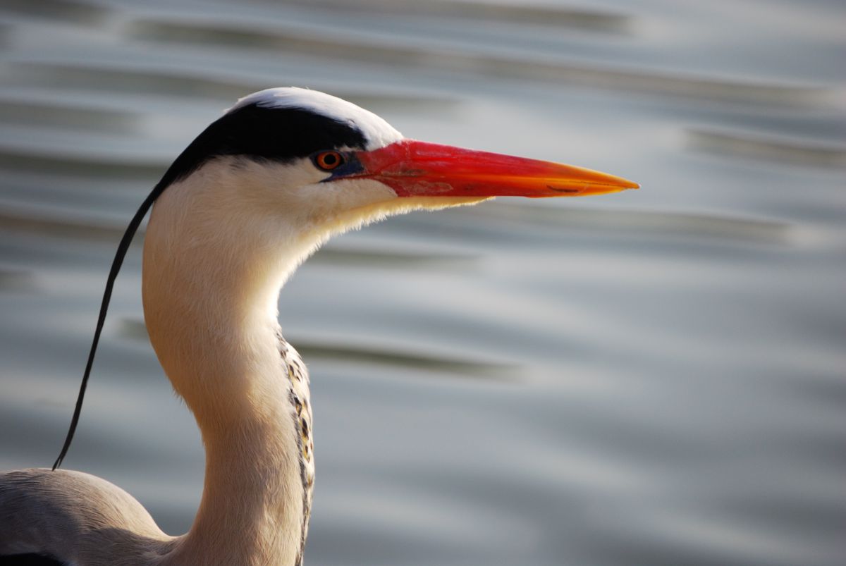 ぜいたくくちばし 赤い 鳥 最高の花の画像