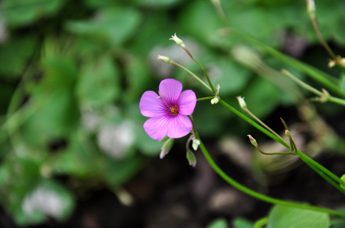 Pink flower | GANREF
