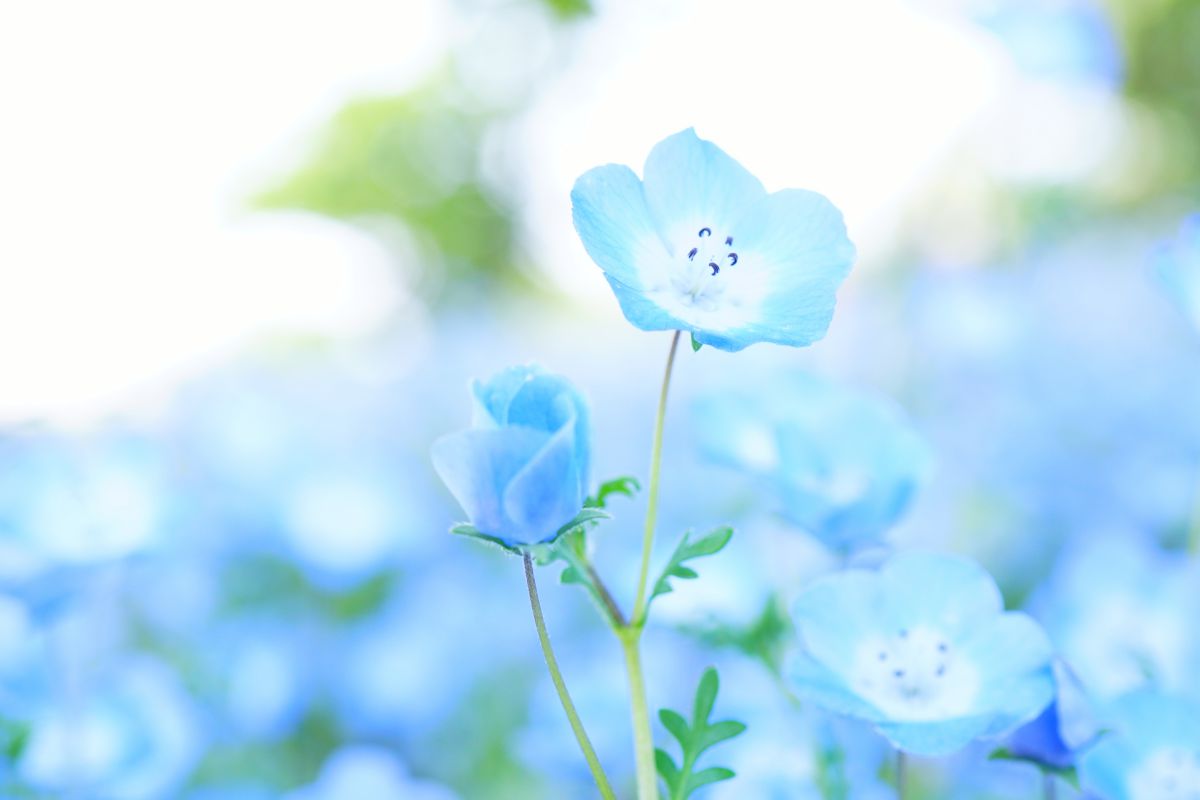 ネモフィラ 植物 花 花びら Ganref