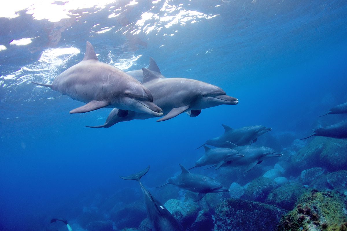 In the Blue | GANREF