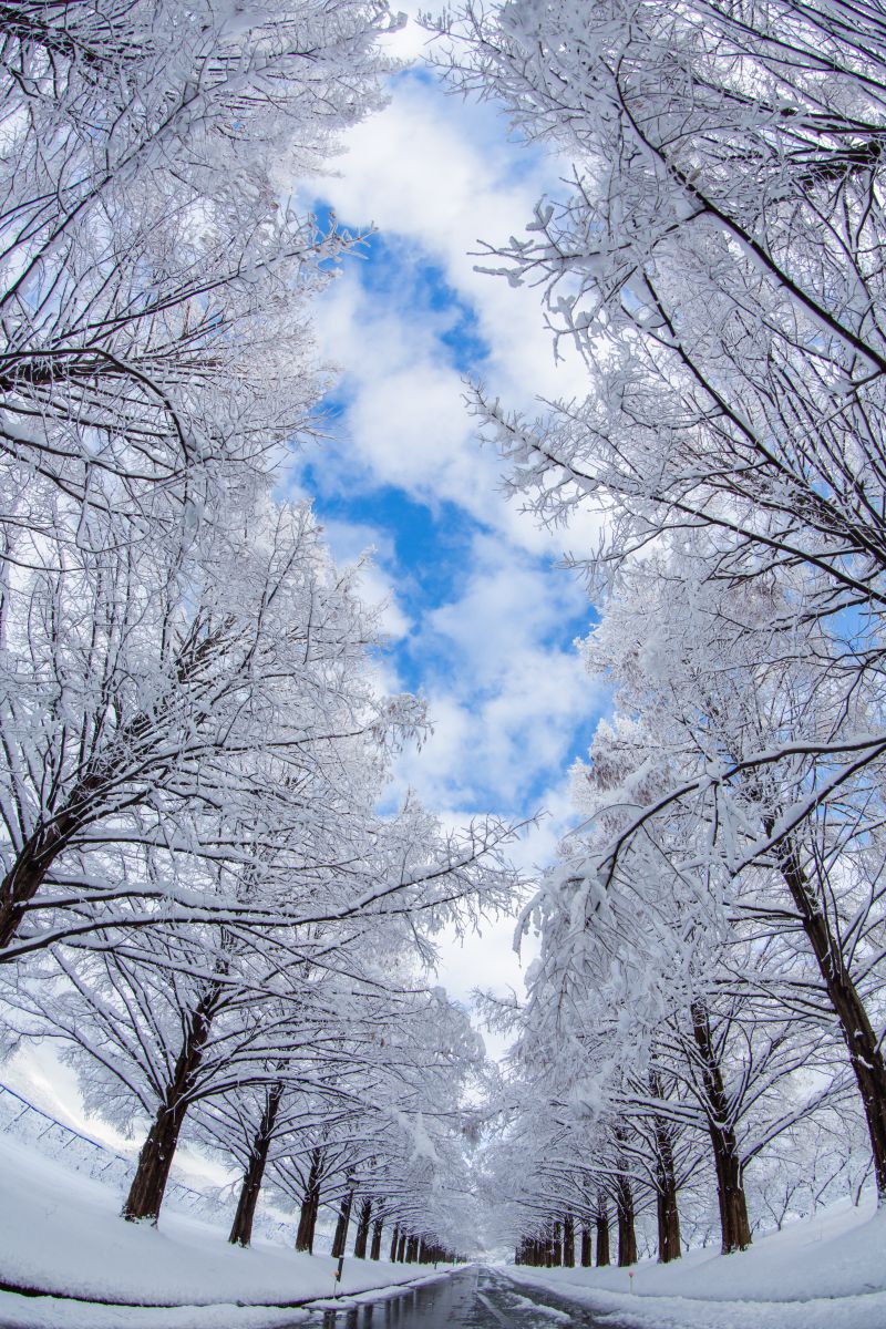 雪景色 雪がつくるアニメのワンシーンのような冬景色 - 日本の四季を