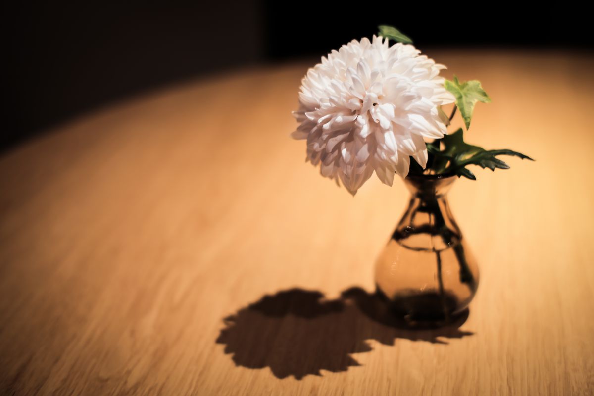 国内正規品 一輪の菊 | www.kdcow.com
