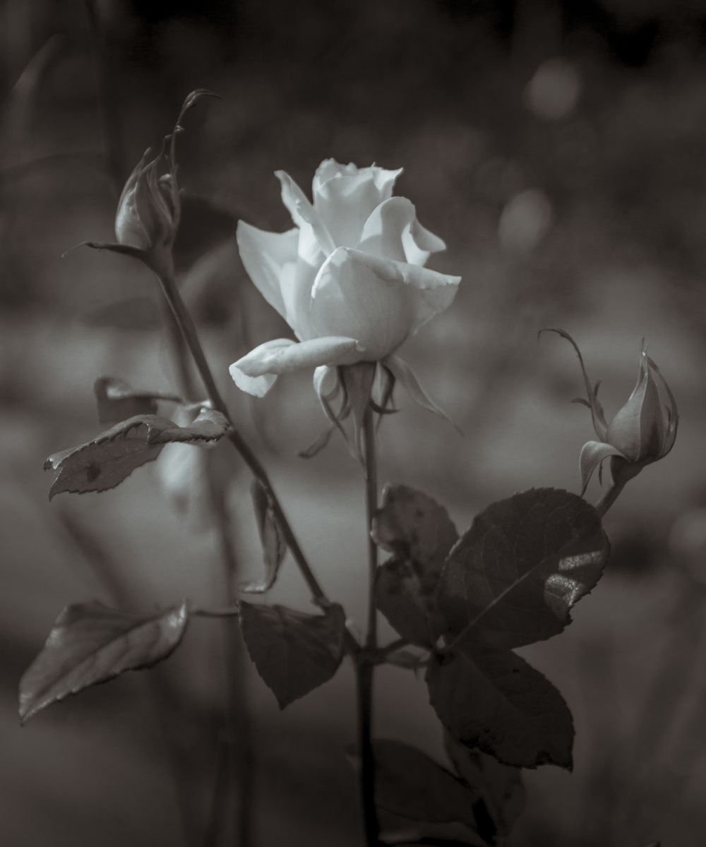 一輪の白い薔薇を貴女に | GANREF