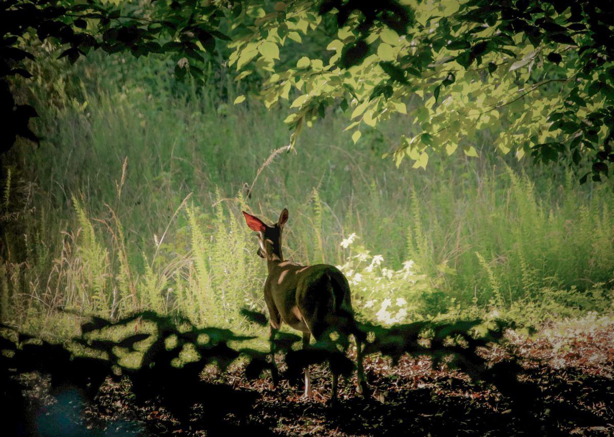 いつもありがとうございますo( ^_^ )o「森の木漏れ日」