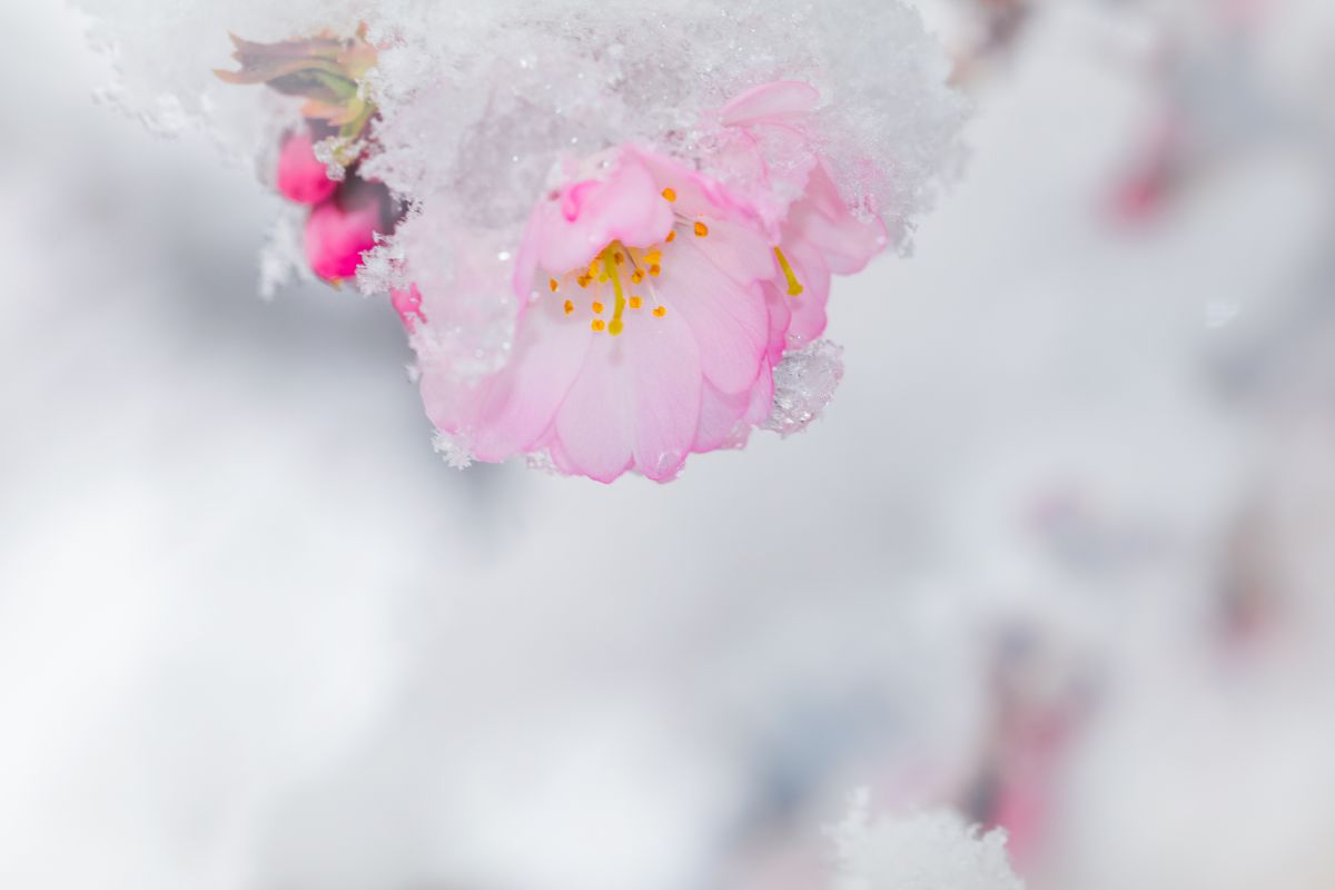 春雪さくら | GANREF