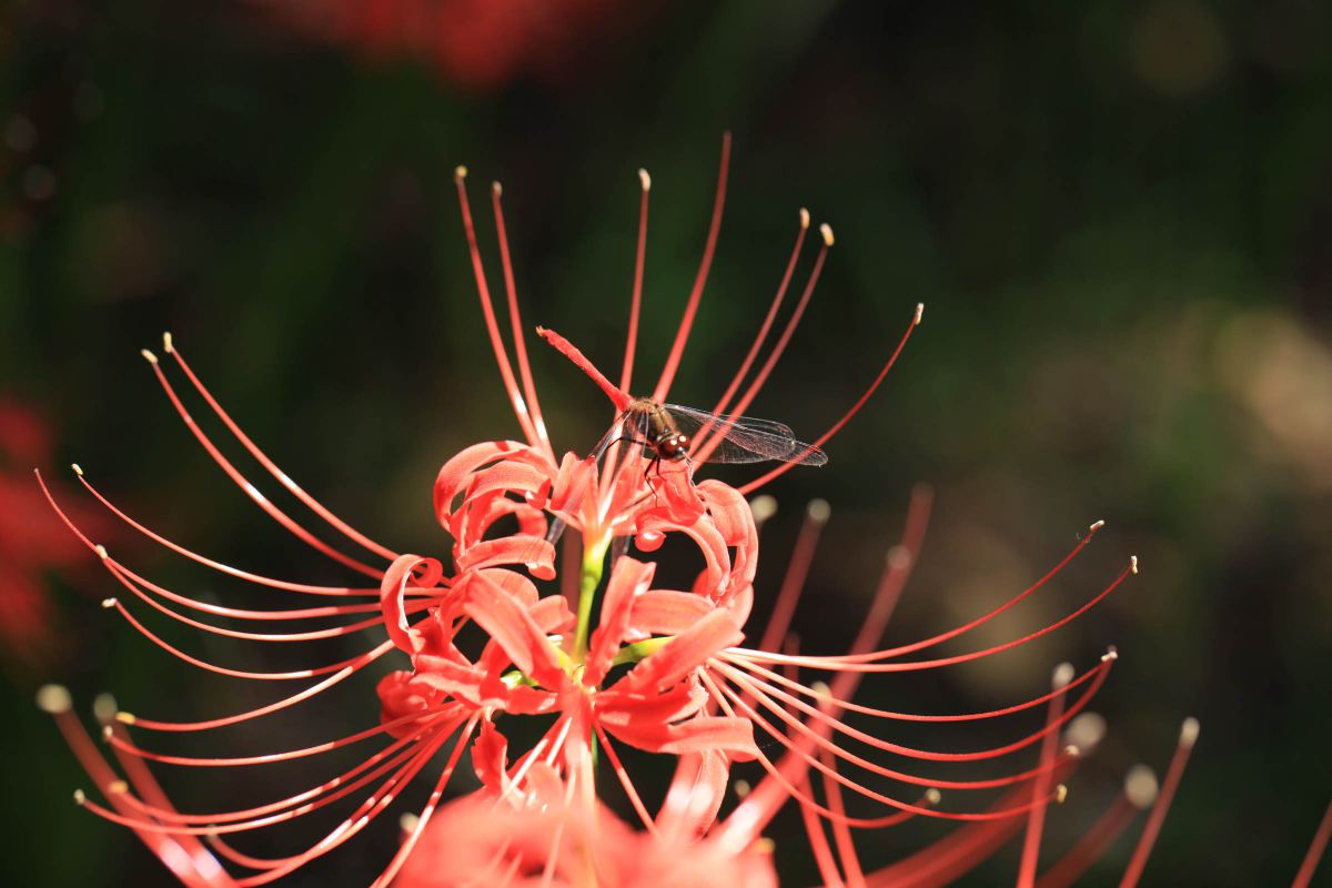 s*5様 虎 残響 赤 ヒガンバナ #172 彼岸花の花弁に、赤とんぼ | GANREF