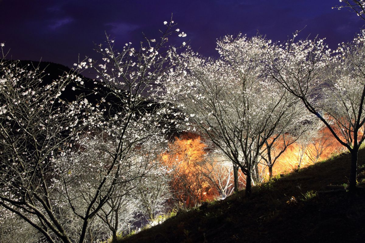 冬桜 | GANREF