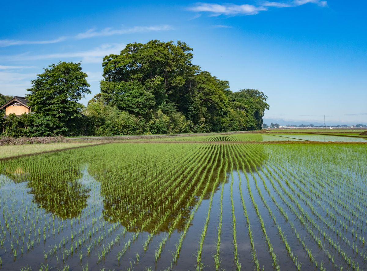 故郷の風景 | GANREF