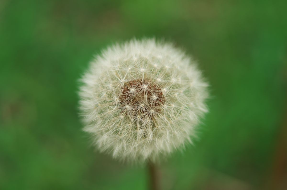 たんぽぽ ぽんぽん わたげ ふわふわ | GANREF