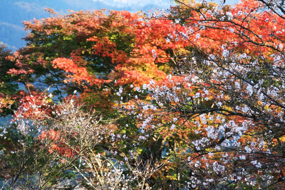 冬桜 | GANREF