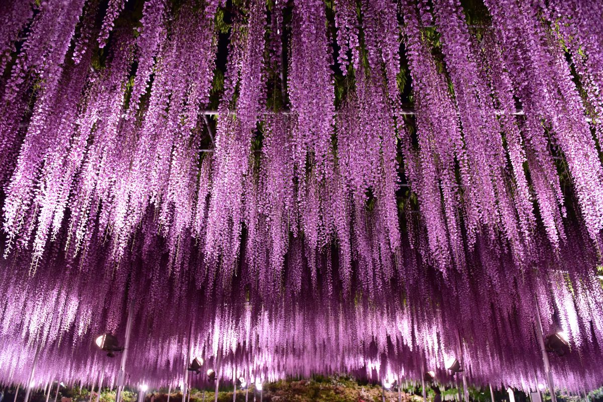 Purple curtain | GANREF