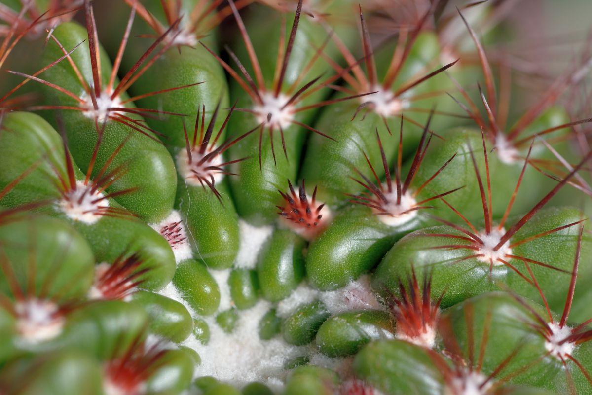 サボテン 棘と成長点 植物 その他 Ganref