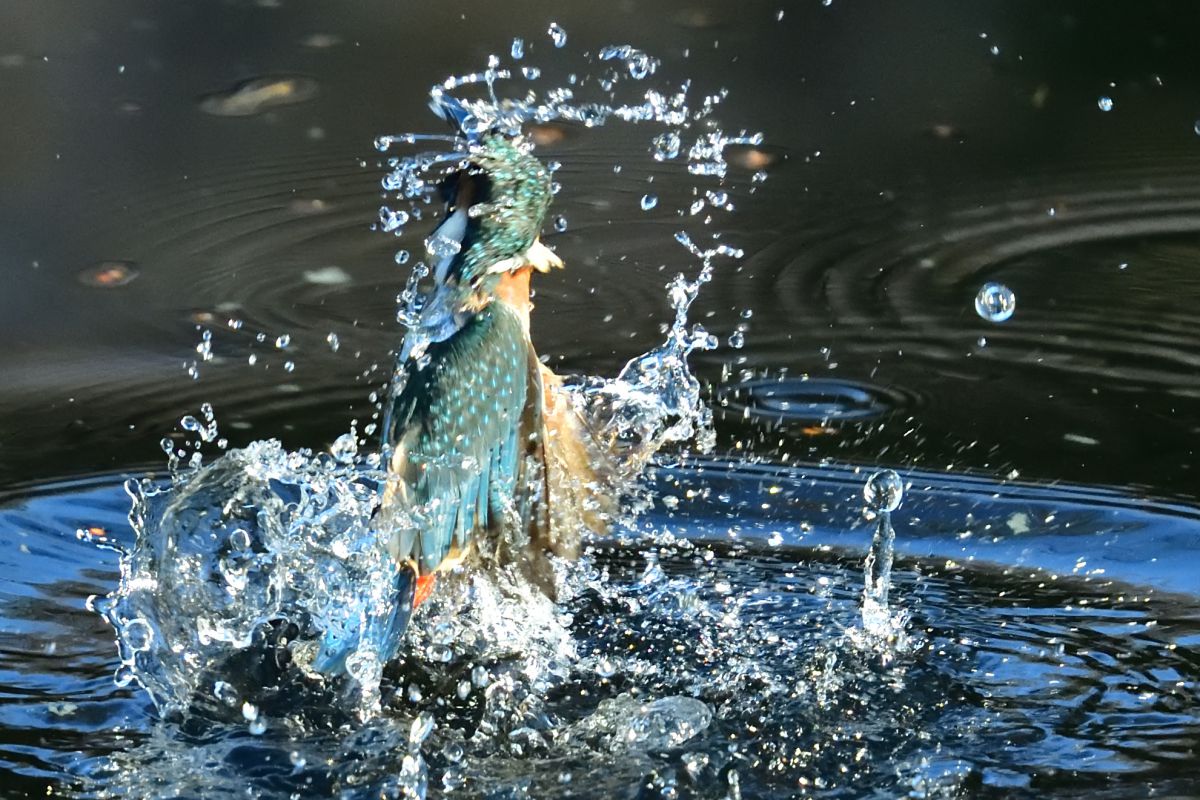 本日の一枚 躍動感 Ganref