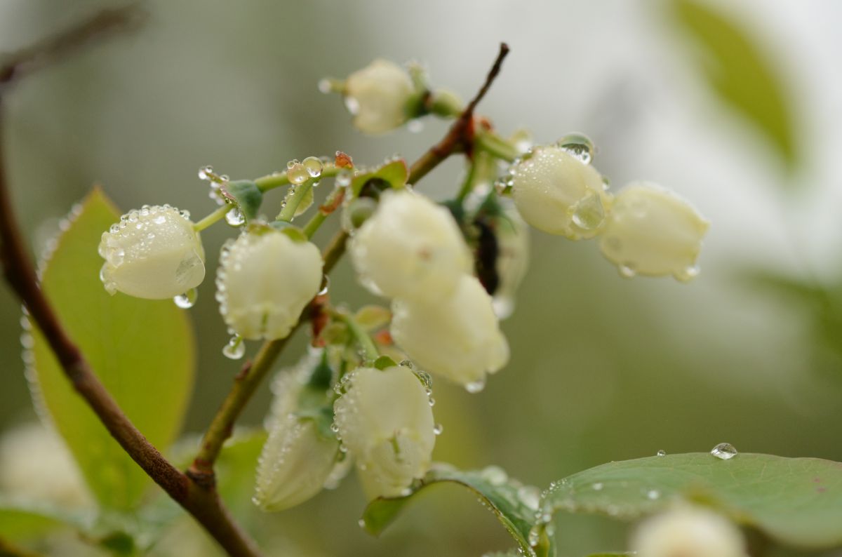 After the rain | GANREF