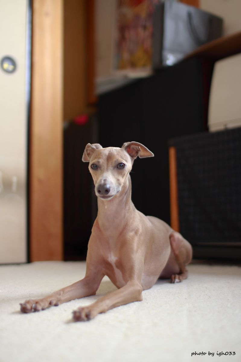 愛犬 名前はワサビです Ganref