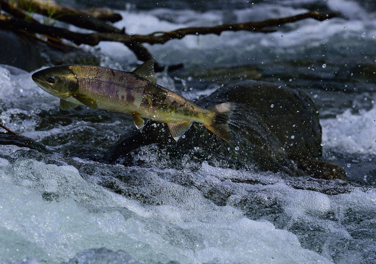 サーモン・ジャンプ! GANREF