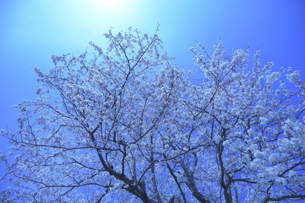 蒼桜 | GANREF