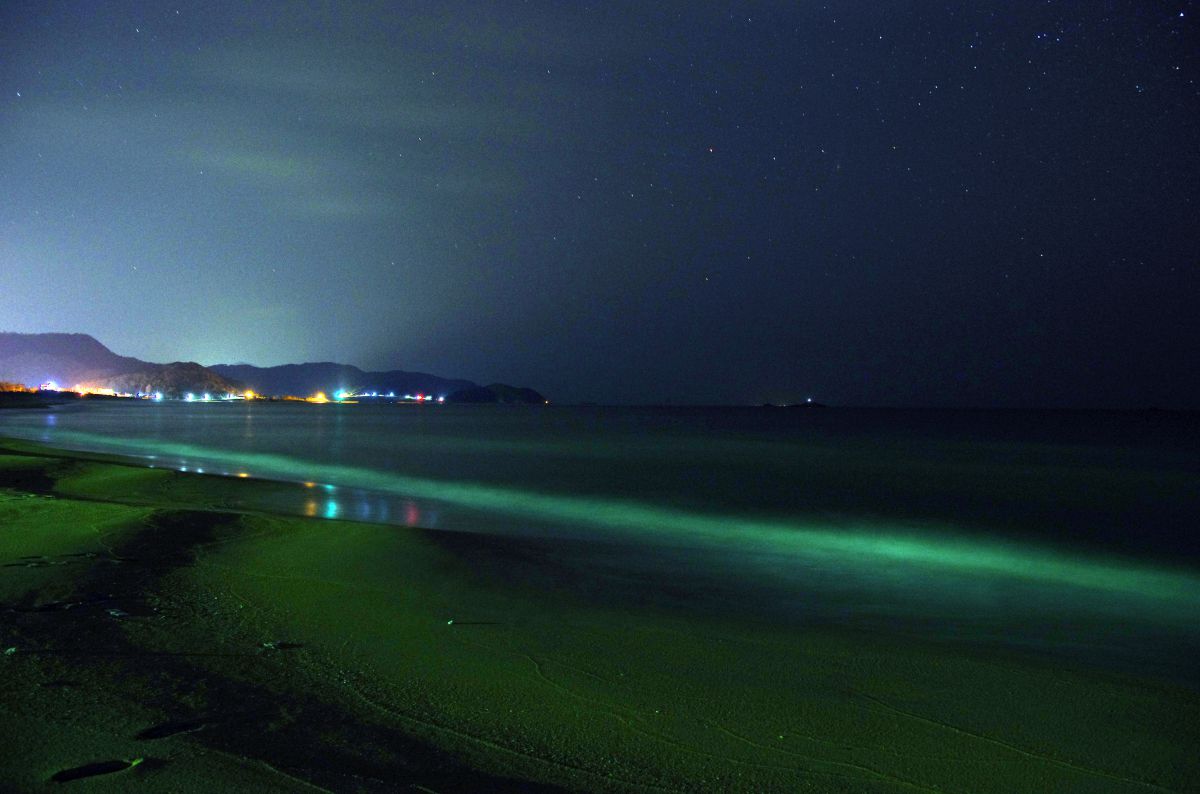 夜の渚 | GANREF