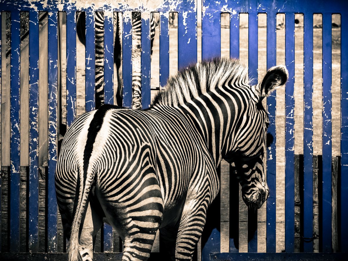 The gate closes | GANREF