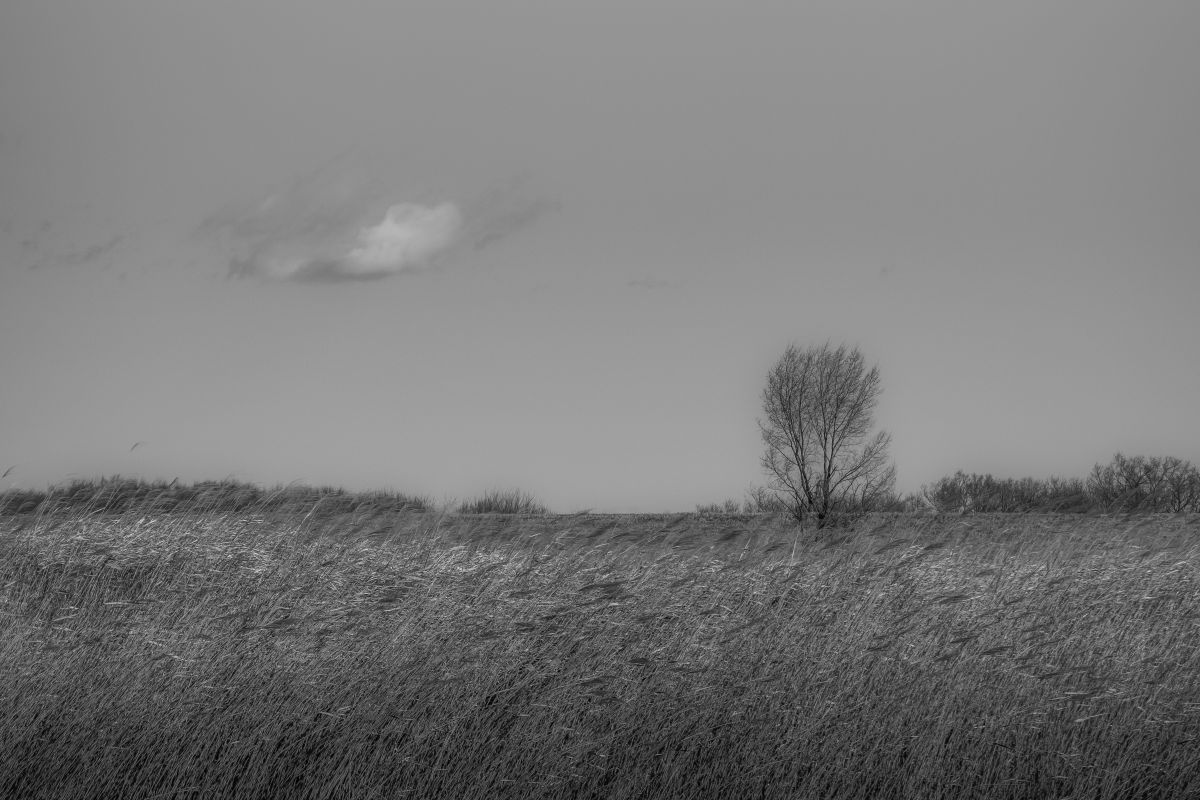 Winter grassland | GANREF