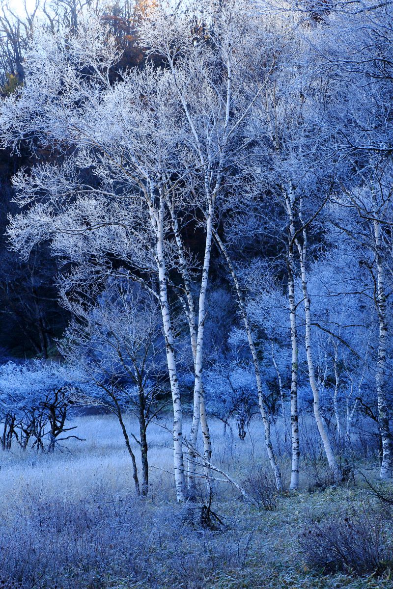 森の画廊「白　樹」 1854e2c4c62343e694784467f5fb85